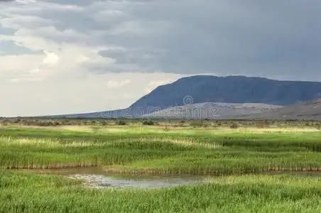 干草原,大草原,草原,草原t.照片