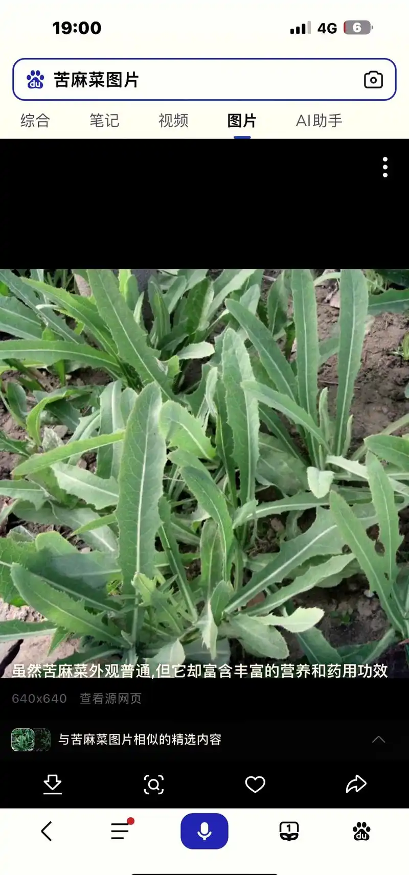 🥗 苦麻菜:美味与健康的结合