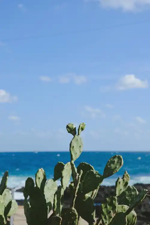 济州岛海边的仙人掌