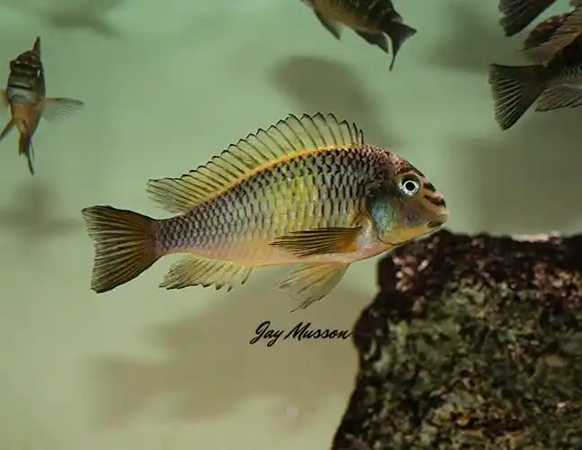 非洲三湖鱼蝴蝶的萌照