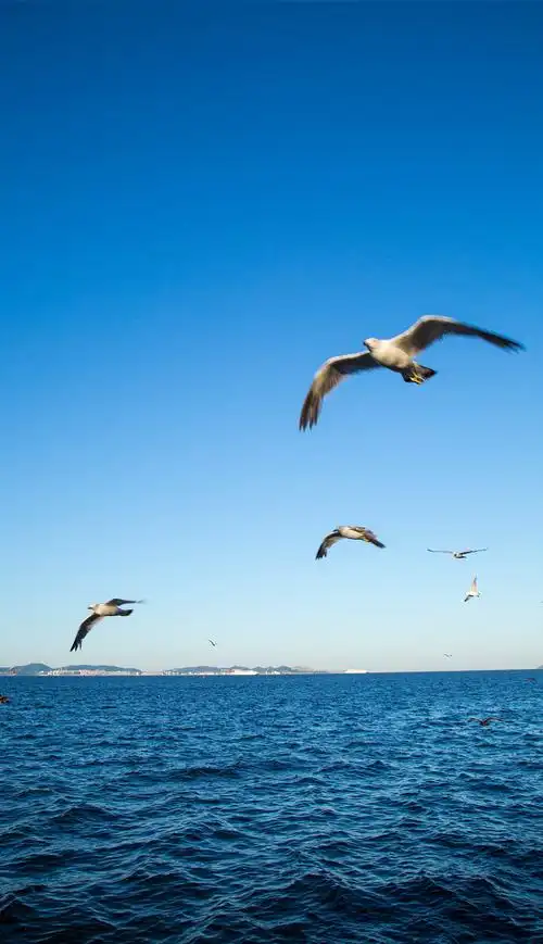 大连自然风景海景海水海鸥海鸟大海摄影图