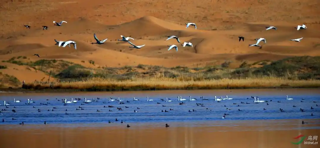 腾格里沙漠腹地拍天鹅