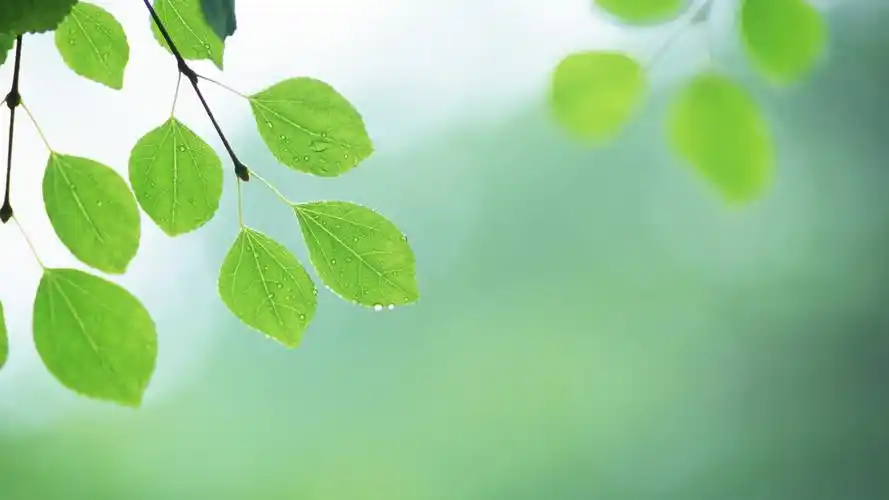夏日气息 清新绿叶高清壁纸 枝头清新绿叶图片.