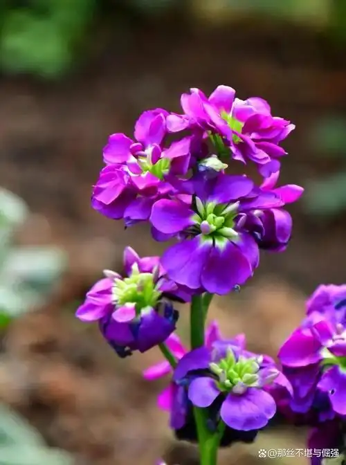 世界上最美的三十六种花,每种花都有不同的花语,很美!