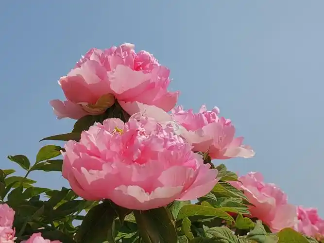 当牡丹遇上蓝天时