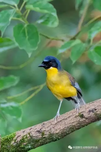 野生世界丨蓝冠噪鹛——世界上最神秘最珍稀的鸟类之一