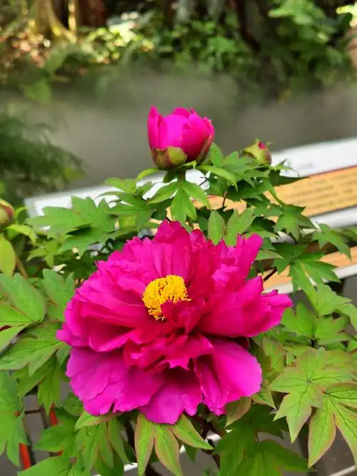 牡丹花艳醉人心扉 - 美篇