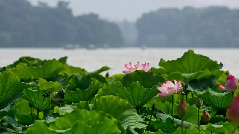 奶昔的视界——山水之间荷花朵朵(多数照片在回帖中)-风景照-19摄区
