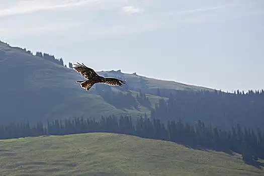 草原上飞翔的雄鹰