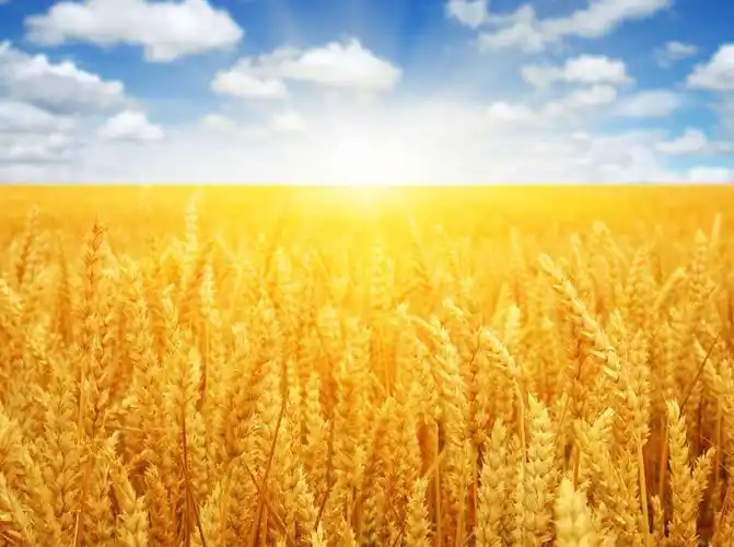 关键词:手势黄昏丰收蓝天白云与麦穗图片蓝天白云麦穗麦田风景麦子