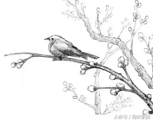 零基础素描教程|高尚的心-腊梅