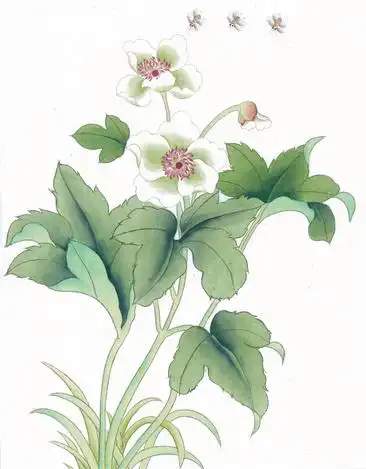 白色花朵工笔画素材