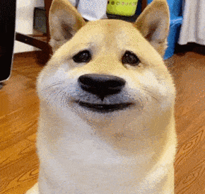 汪星人表情包第18期 | "我最大,谁也别想拦着我上位!