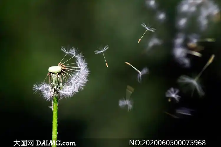 风吹散的蒲公英摄影图片