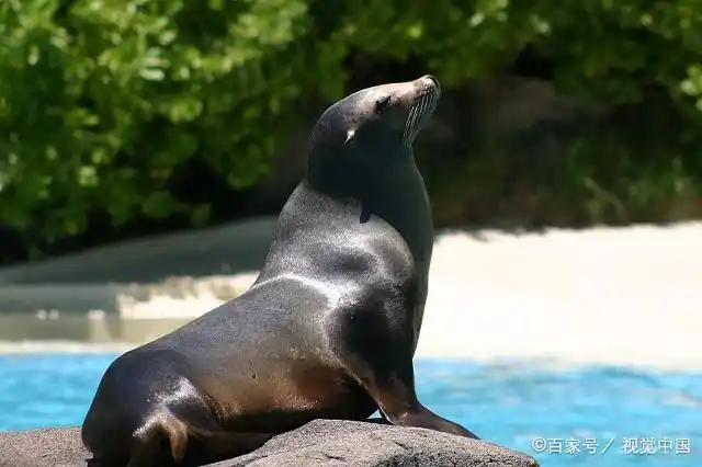 海狮的外形特征,了解一下!