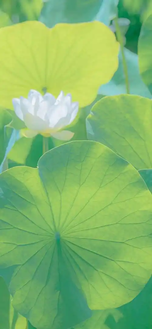 壁纸| 363436373039 ins高级感壁纸 67