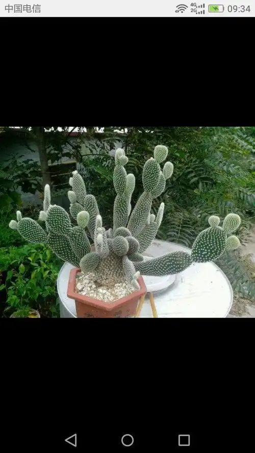 这仙人掌叫什么名?_百度知道