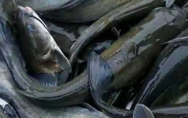 钳鱼价格多少钱一斤