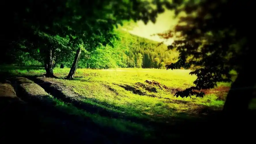 夏天绿色森林高清风景壁纸