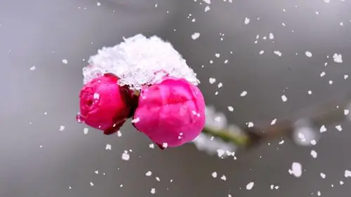 雪中梅花