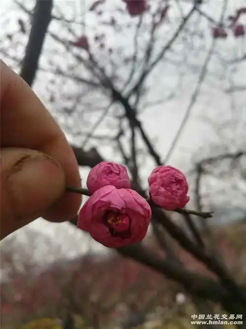 梅花品种千台朱砂