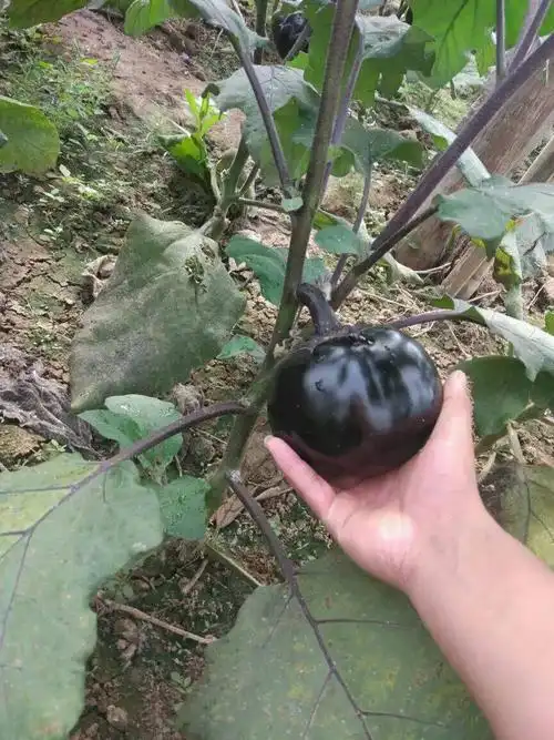 黑色圆茄子.量大优惠.