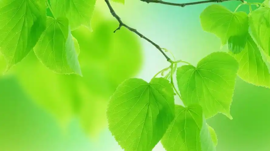 护眼壁纸【423】(小清新静态壁纸) - 静态壁纸下载 - 元气壁纸