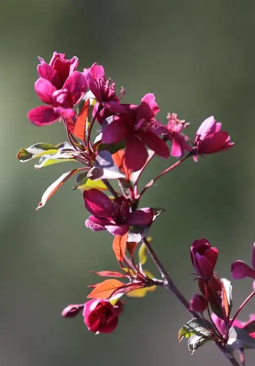 多姿多彩的王族海棠
