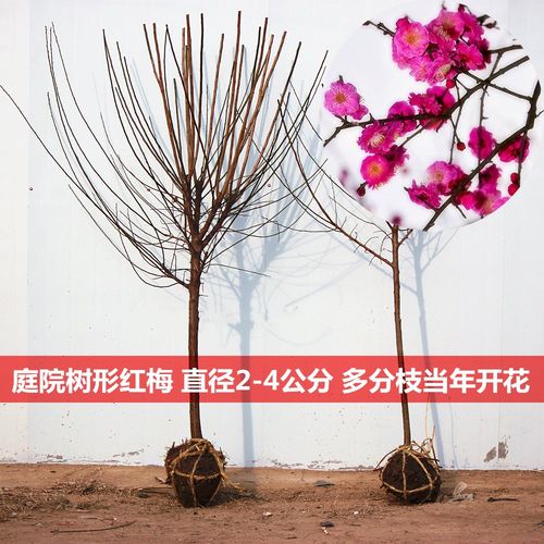 原生树形耐寒红梅绿梅朱砂梅南北方室外庭院别墅盆栽地栽梅花树苗
