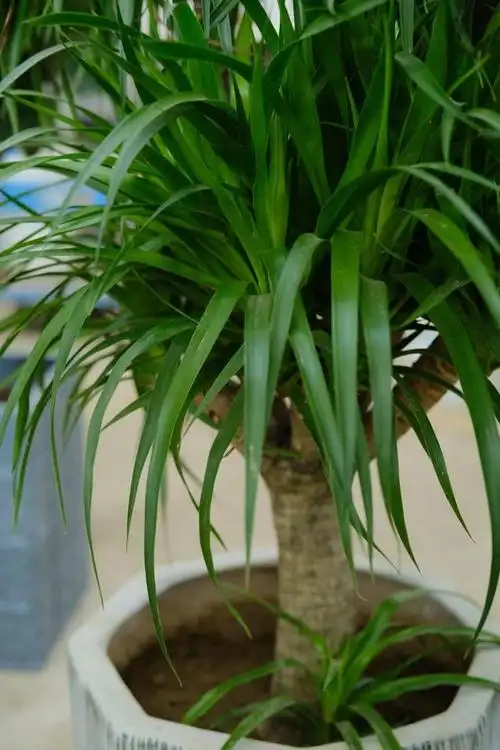 龙须树怎么养 龙须树怎么养殖方法和注意事项