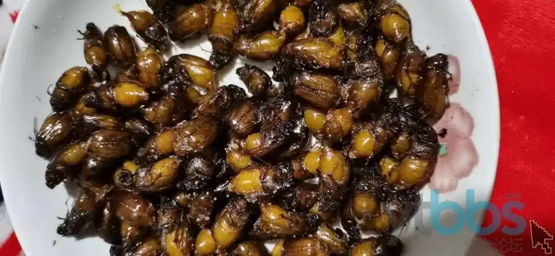 图片里的虫子呢叫做香虫,当然了你也可以叫别的名字,这玩意远了不敢