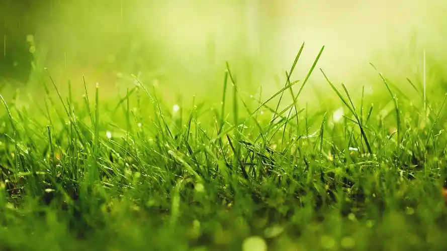 护眼花草树木水滴雨水珠绿色自然护眼桌面壁纸壁纸