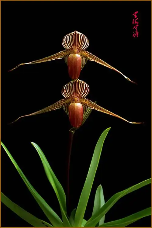 【引用】绝对珍稀的兰花