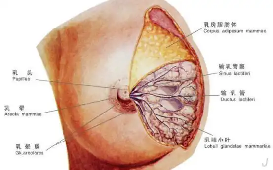 乳头凹陷的宝妈在让宝宝吃奶的时候,宝宝需要很费力才能正常的吮吸到