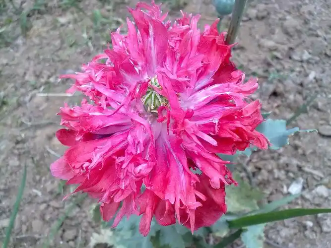 帮忙看看这是什么花