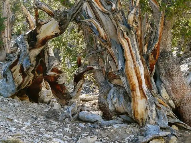 原创最古老的5株活树,第一株树树龄达到8万岁,足足有600万公斤