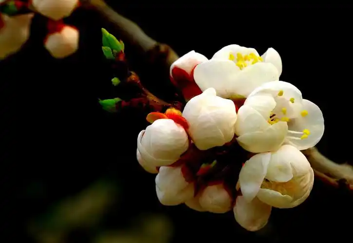 云南的花朵正含苞待放