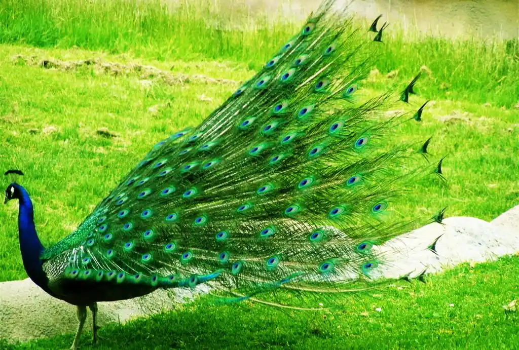 孔雀开屏电脑桌面锁屏_欢迎来到孔雀的世界_动物壁纸