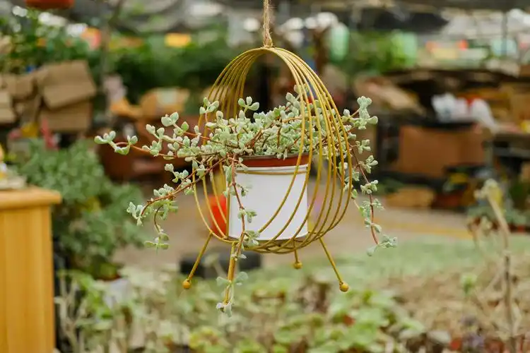 多肉养了两年不长是什么原因