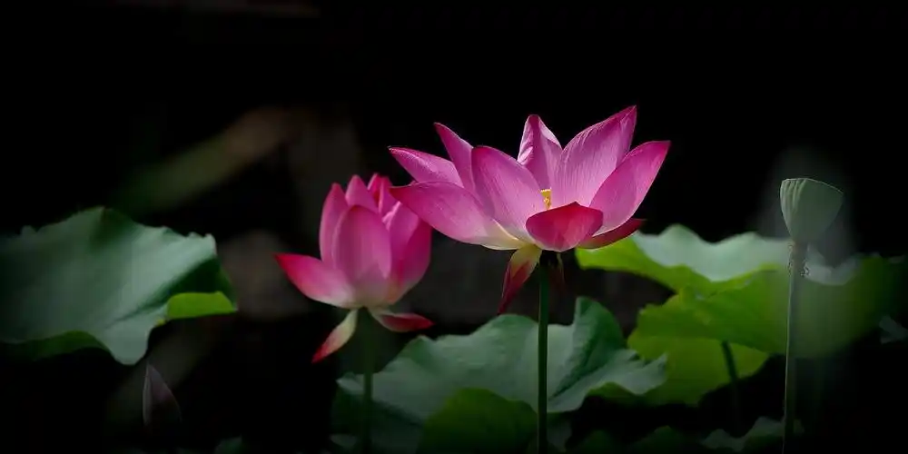 娇艳的荷花图片花卉鲜花花朵莲花荷花