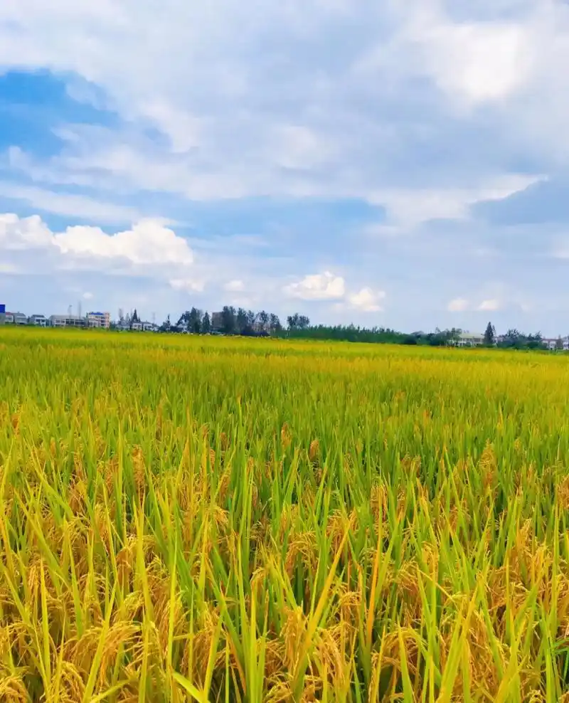 漂亮的稻田