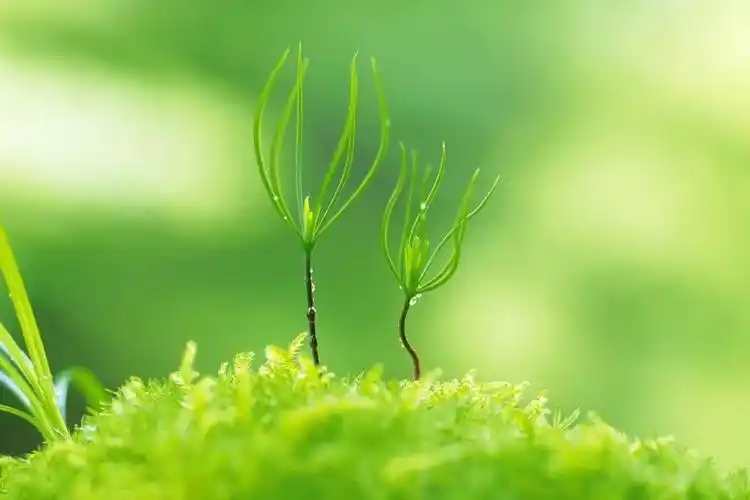 金色麦地 向日葵花开 金秋风景 4k壁纸(3840x2160) - 4k植物高清壁纸