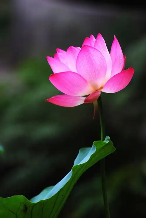 一念心清静,处处莲花开《极度魔筝lpcd45》320k/mp3