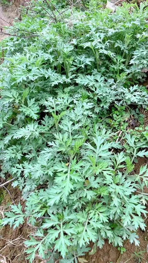 野菜的种类和图片大全(41种常吃的野菜) - 赤虎壹号