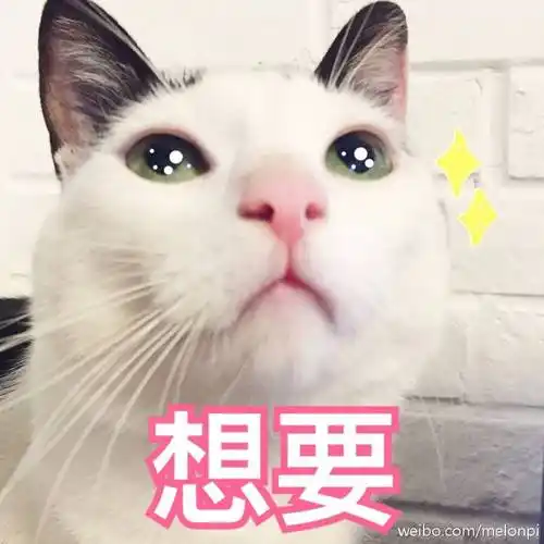 可爱的小猫