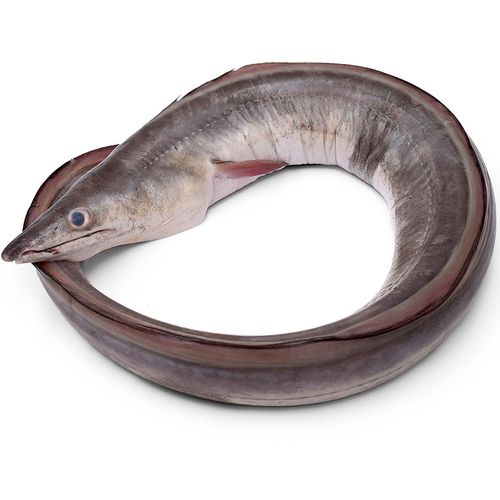 鲜活特大鳗鱼舟山海捕非熟食非日式蒲烧烤鳗鱼新鲜冷冻海鲜水产