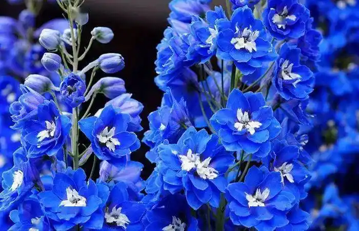 宝蓝色的美艳飞燕草?其实是翠雀_花瓣_植物_萼片