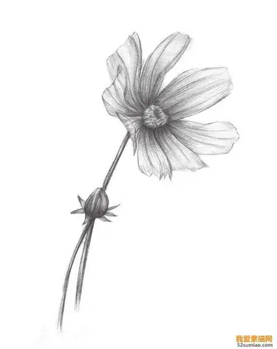 素描植物波斯菊绘画步骤教程