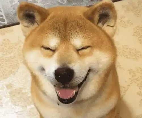 也可以笑成表情包▼