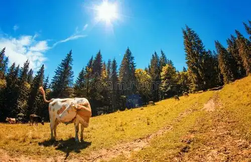 微信头像阳光高山_第5页